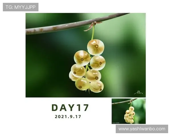 色碟的清洁与保养方法，延长其使用寿命保持色彩鲜亮